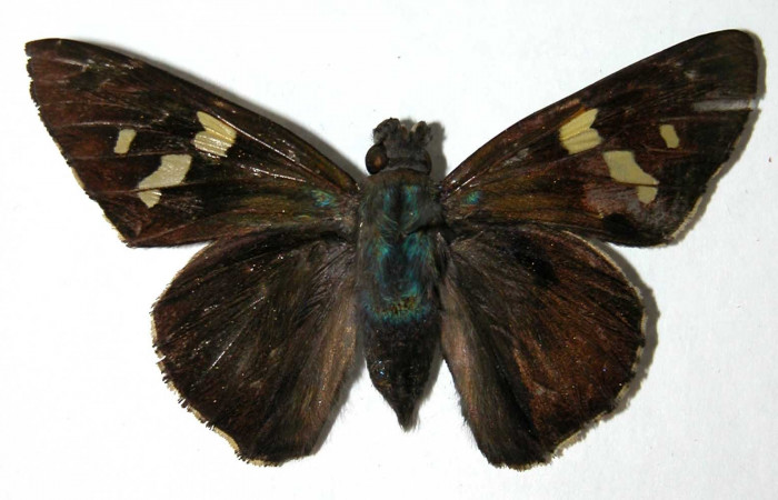 Fig.15 Adulto de <i>Perichares geonomaphaga</i> mostrando la parte dorsal , Hembra, 56mm  Voucher: 04-SRNP-40211-DHJ39718.jpg