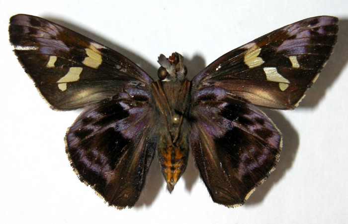 Fig.16 Adulto de <i>Perichares geonomaphaga</i>  mostrando la parte ventral ,Hembra.  Voucher: 04-SRNP-40211-DHJ39719