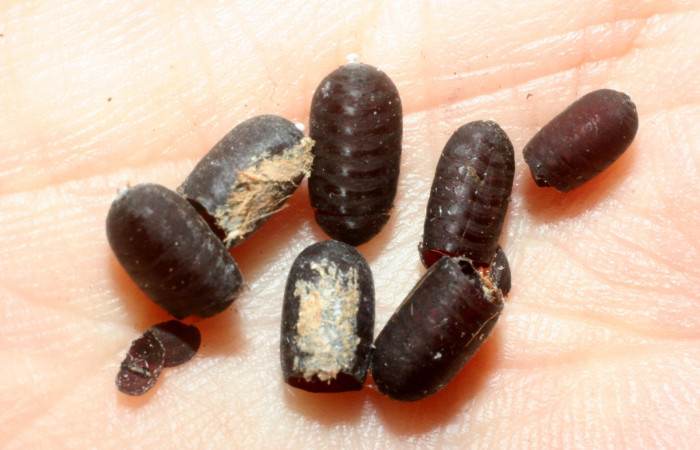 Fig.17 Mudas de puparios <i>Blepharipa fimbriata</i> de <i>Perichares geonomaphaga</i>. Voucher: 08-SRNP-5281-DHJ453300.jpg