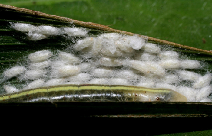 Fig.19 Capullos de  <i>Apanteles andreacalvoae</i>DHJ01 de <i>Perichares geonomaphaga</i> Voucher:  09-SRNP-31397-DHJ458536.jpg