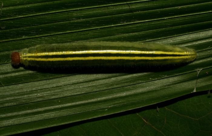 Fig.1  Larva <i>Perichares geonomaphaga</i> último estadío  vista dorsal.  Voucher:10-SRNP-30038-DHJ467304.jpg