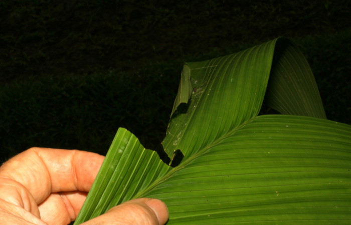 Fig. 2 Larva  <i>Perichares geonomaphaga</i> tercer estadío ,mostrando forma de casita.  Voucher:  05-SRNP-33022-DHJ405175.jpg