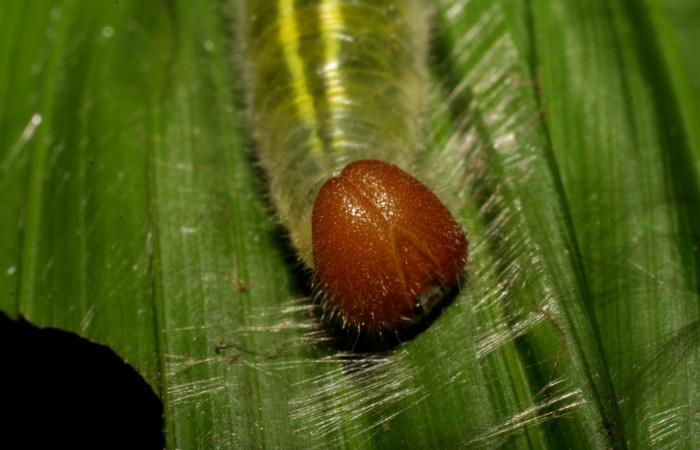 Fig.5  Larva <i>Perichares geonomaphaga</i> último estadío cabeza frontal.   Voucher: 07-SRNP-32261-DHJ421331.jpg