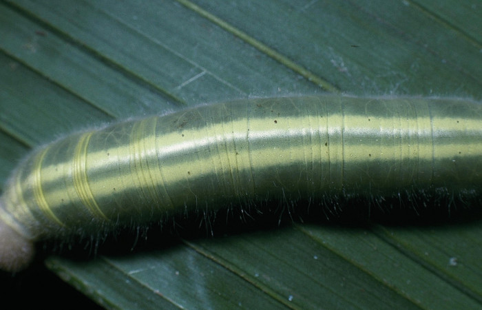 Fig.8  Larva <i>Perichares prestoeaphaga</i> último estadío líneas dorsales.  Voucher: 04-SRNP-1930-DHJ84063.jpg