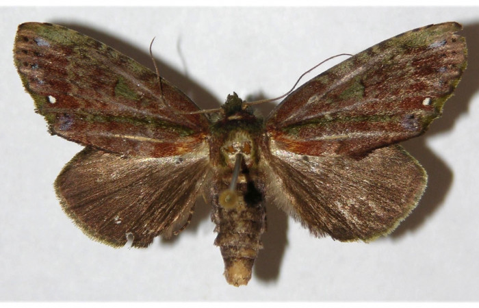 Fig.  10. Adulto <i>Dottia viridifusca</i>, vista dorsal (hembra), en alas abiertas mide 36 mm. Voucher 00-SRNP-11748-DHJ310934.