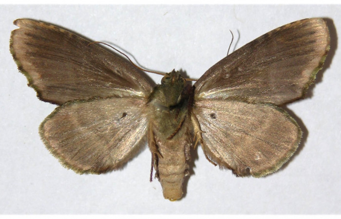 Fig.  11. Adulto <i>Dottia viridifusca</i>, vista ventral (hembra), en alas abiertas mide 36 mm. Voucher 00-SRNP-11748-DHJ310935.