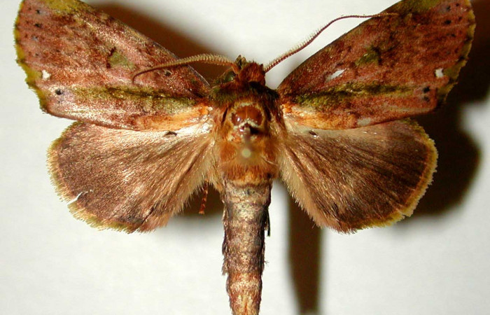 Fig. 7 Larva <i>Dottia viridifusca</i>, lateral cola, último estadio, el tamaño es de 41mm. Sector San Cristóbal. Voucher 03-SRNP-7537-DHJ74860.jpg