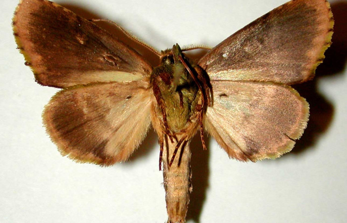 Fig. 9. Adulto <i>Dottia viridifusca</i>, vista ventral (macho), en alas abiertas mide 30 mm. Voucher 00-SRNP-12161-DHJ32773.