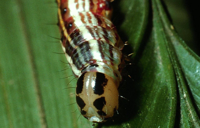 Fig. 6 Larva <i>Dottia viridifusca</i>, mostrando cara ultimo estadio, el tamaño es de 41mm. Sector San Cristobal
Voucher 03-SRNP-7537-DHJ74847.jpg