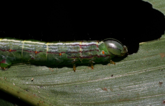 Fig. 4 Larva <i>Dottia viridifusca</i>, lateral cabeza, último estadio, tamaño es de 46 mm. Sector Del Oro.
Voucher 06-SRNP-21006-DHJ411775.jpg