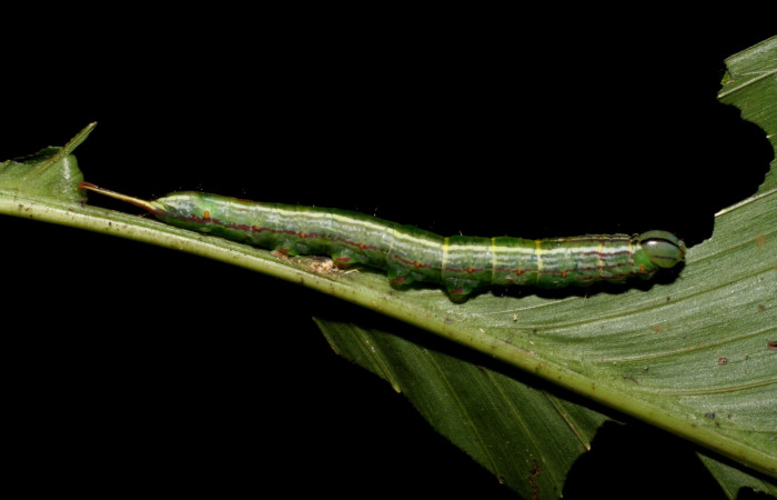 Fig. 5 Larva <i>Dottia viridifusca</i>, lateral entero, último estadio, tamaño es de 46 mm Sector Del Oro.
Voucher 06-SRNP-21006-DHJ411778.jpg