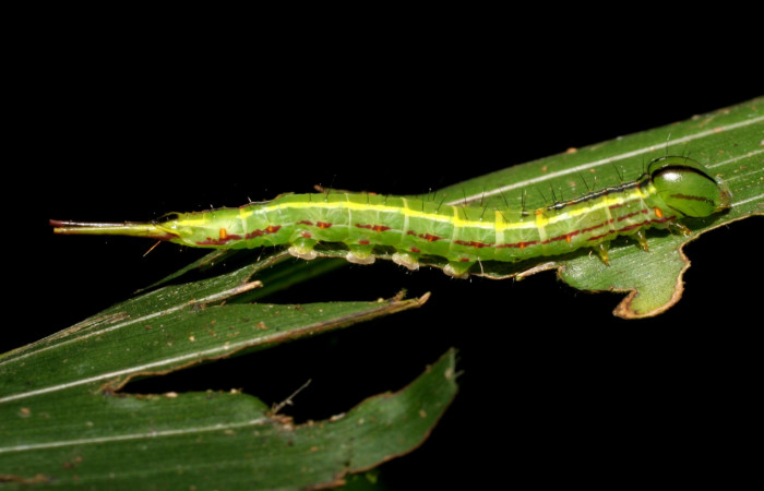 Fig. 2 Larva <i>Dottia viridifusca</i> dorsal entero, último estadio, tamaño 35 mm Sector Del Oro. Voucher 06-SRNP-21006-DHJ411782.jpg.