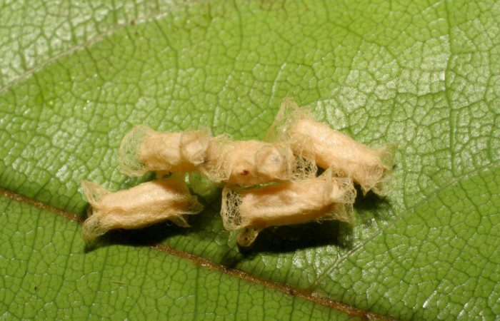 Fig. 12. Capullos de parásito Cotesia Whitfield48, de la familia (Braconidae); parásito en larva <i>Dottia viridifusca</i>. Voucher 07SRNP-31420-DHJ419907.jpg.