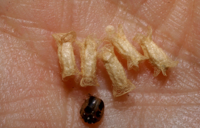 Fig. 13. Capullos de parásito Cotesia Whitfield48,de la familia (Braconidae), parásito en larva <i>Dottia viridifusca</i>. Junto a los capullos restos de cabeza de la larva. Voucher 07-SRNP-31420-DHJ448477.jpg.