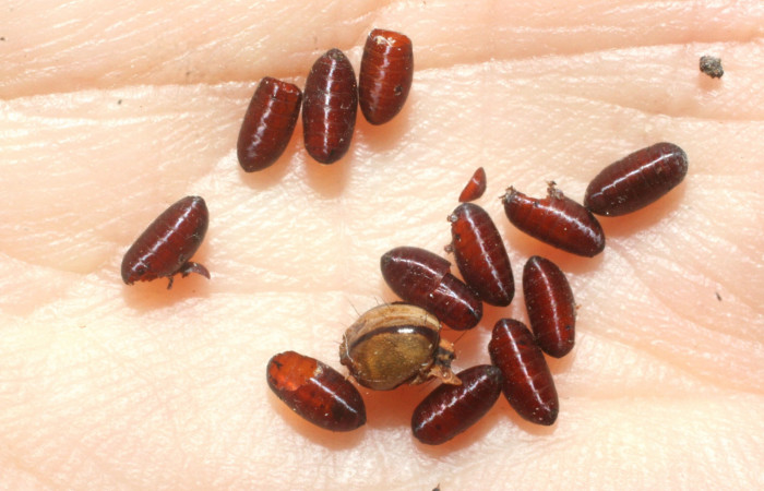 Fig. 14. Puparios de parásito Ceromya Janzen05 de la familia (Tachinidae), orden de Diptera, parásito de la larva <i>Dottia viridifusca</i>. Voucher 08-SRNP-65068-DHJ462657.jpg.