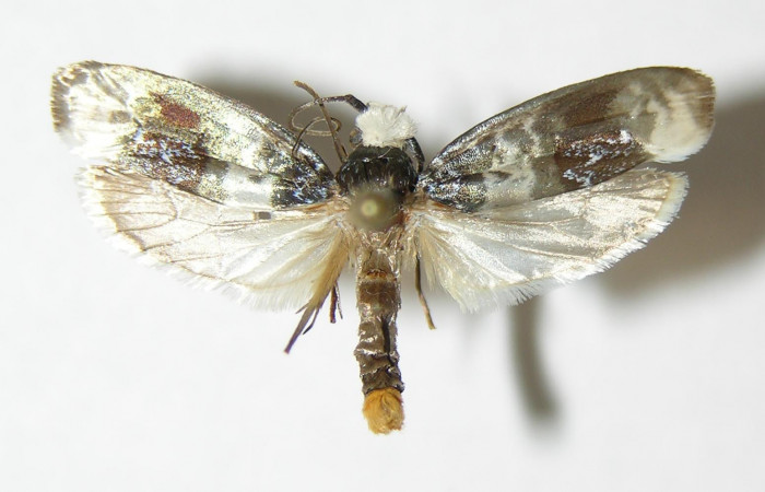 Figura 10. Dorsal de <i>Ethmia scythropa</i> (Depressariidae).  (02-SRNP-16119-DHJ338830).