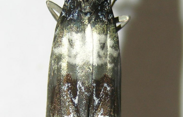 Figura 12. Vista dorsal <i>Ethmia scythropa</i> (Depressariidae). (05-SRNP-22123-DHJ338832).
