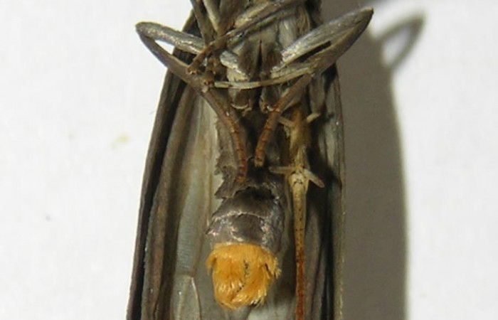 Figura 13. Detalle ventral de <i>Ethmia scythropa</i>, (Depressariidae). (05-SRNP-22123-DHJ338833).