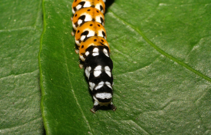Figura 6. Detalle de cola<i>Ethmia scythropa</i> (Depressariidae). (08-SRNP-66007-DHJ447022) 