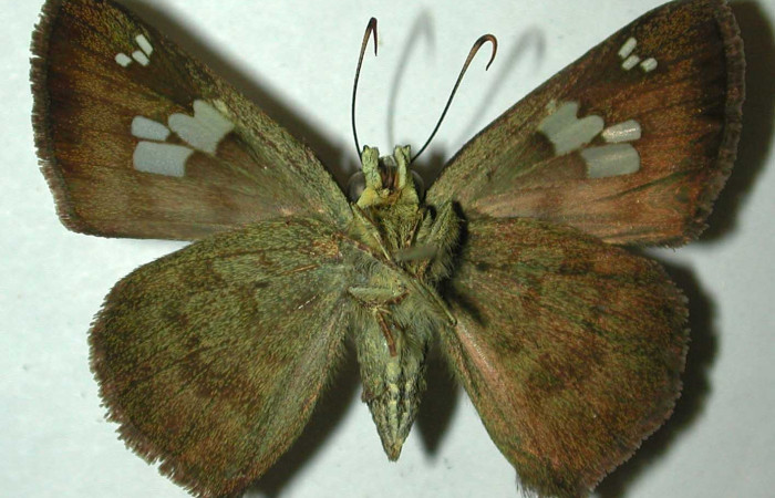 Fig.11 Adulto <i>Telemiades antiope</i> mostrando la parte ventral, hembra. Voucher: 99-SRNP-2548-DHJ32093.jpg