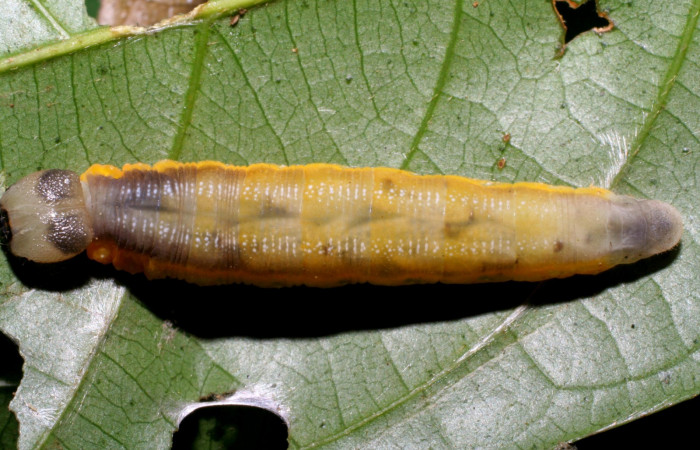 Fig.16  Larva de <i>Telemiades antiope</i> último estadío , mostrando cuerpo entero  con larvitas  que se notan a traves de la cutícula.  Voucher:  05-SRNP-34336-DHJ424284.jpg