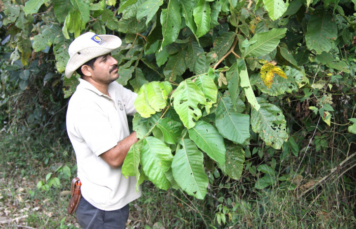 Muestra follaje de <i>Inga oerstediana</i> en Estación Pitilla hospedero de  <i>Telemiades antiope</i>.
