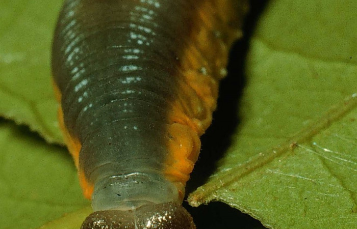 Larva <i>Telemiades antiope</i> último estadío  vista frontal, mostrando ojos falsos.  Voucher: 95-SRNP-844-DHJ22320.jpg