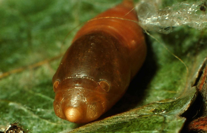 Fig.8  Pupa <i>Telemiades antiope</i> mostrando la parte frontal.  Voucher: 01-SRNP-2271-DHJ60159.jpg