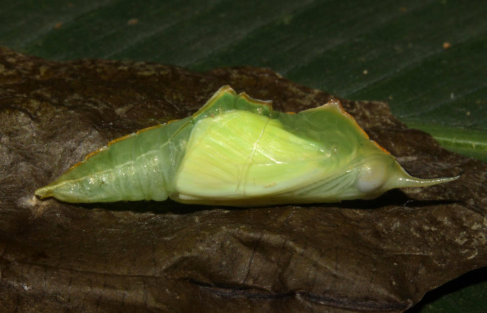 Fig.11. Pupa de<i> Glutophrissa tenuis</i>. Mide 29mm de longitud. Voucher : 13-SRNP-30654-DHJ700827.jpg.