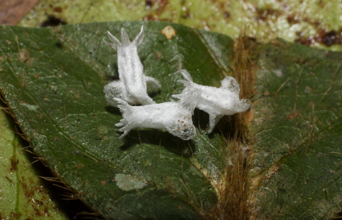 Fig.14. Mostrando parásito de <i>Dismorphia praxinoe</i>. Voucher : 11-SRNP-36452-DHJ489949.jpg.