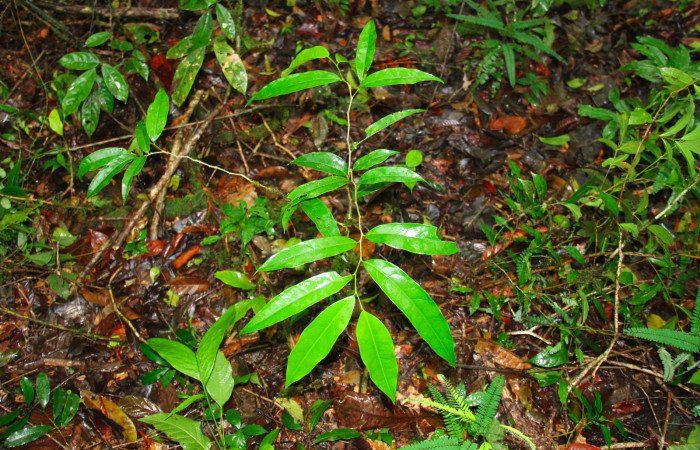 Fig.15. Planta hospedera <i>Drypetes standleyi</i> (Putranjivaceae) de larva <i>Glutophrissa tenuis</i>.