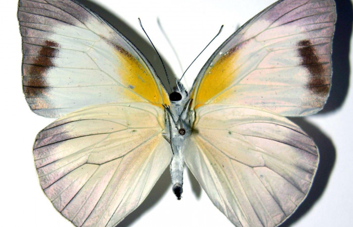 Fig.2. Adulto de <i>Glutophrissa tenuis</i>. Hembra 54mm de longitud vista ventral. Voucher : 04-SRNP-22686-DHJ98241.jpg.