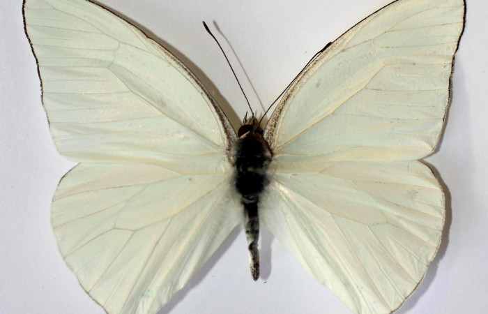 Fig.3. Adulto de <i>Glutophrissa tenuis</i>. Hembra 55mm de longitud vista ventral. Voucher : 13-SRNP-30654-DHJ590024.jpg.