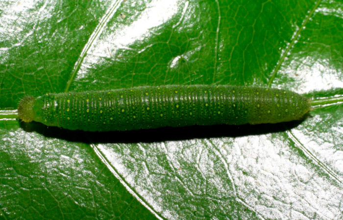 Fig.7. Larva de <i>Glutophrissa tenuis</i>, penúltimo estadío. Mide 20mm de longitud. Voucher : 08-SRNP-20421-DHJ435641.jpg.