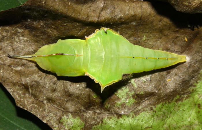 Fig.9.Pupa de <i>Glutophrissa tenuis</i>. Mide 29mm de longitud. Voucher : 13-SRNP-30654-DHJ700817.jpg.