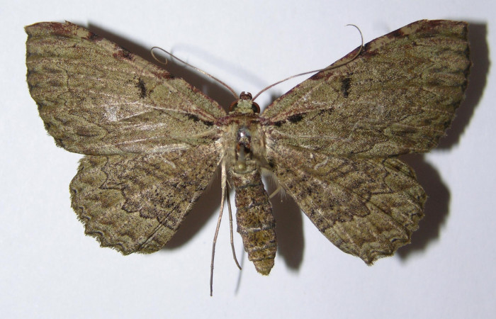 Figura 9. Adulto de <i>Ergavia carinenta</i> (Geometridae), hembra vista dorsal, localidad Chon, Sector Del Oro ACG (280m). Voucher: 02-SRNP-30503-DHJ325026.jpg.
