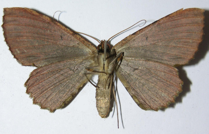 Figura 10. Adulto de <i>Ergavia carinenta</i> (Geometridae), hembra vista ventral, localidad Chon, Sector Del Oro ACG (280m). Voucher: 02-SRNP-30503-DHJ325027.jpg.