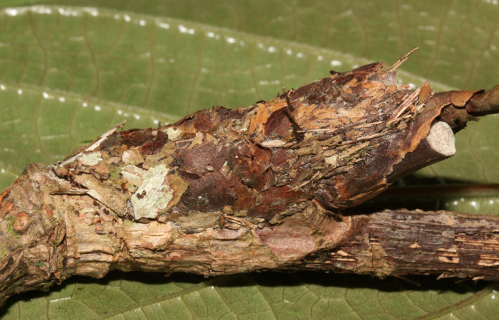 Figura 5. Capullo de prepupa de <i>Ergavia carinenta</i> (Geometridae), vista lateral, localidad Ingas, Sector Pitilla ACG (580m). Voucher: 12-SRNP-31374-DHJ485729.jpg.