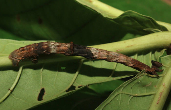 Figura 15. Larva <i>Ergavia</i> meropsDHJ01 (Geometridae), último estadío (U) vista dorsal, localidad Coneja Estación Biológica Quica, Sector Pitilla ACG (415m). Voucher: 17-SRNP-72111-DHJ738634.jpg.