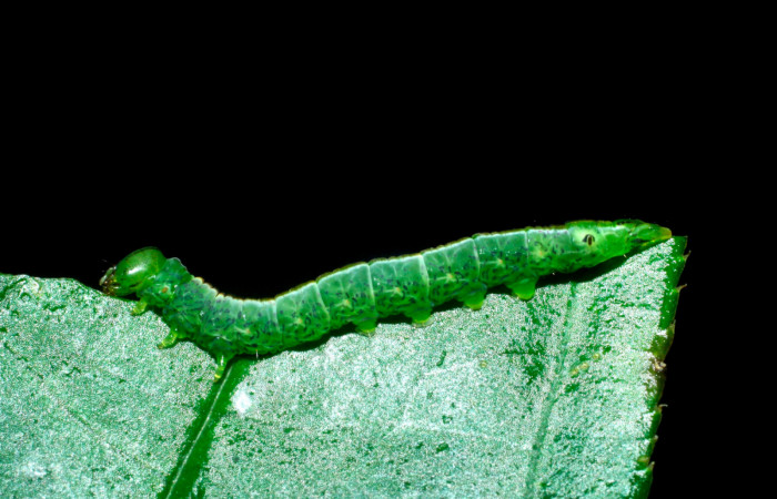 Fig 1. Larva de <i>Meragisa marcata</i>. Voucher: Vista lateral. 09-SRNP-36093-DHJ456554.jpg, 19mm de longitud.
