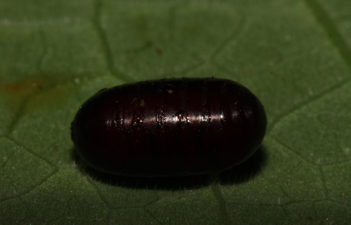 Fig.10. Parásito de <i>Meragisa marcata</i>. Voucher: 14-SRNP-30867-DHJ721020.jpg. 6mm de longitud. 1 Pupario de la familia Tachinidae.