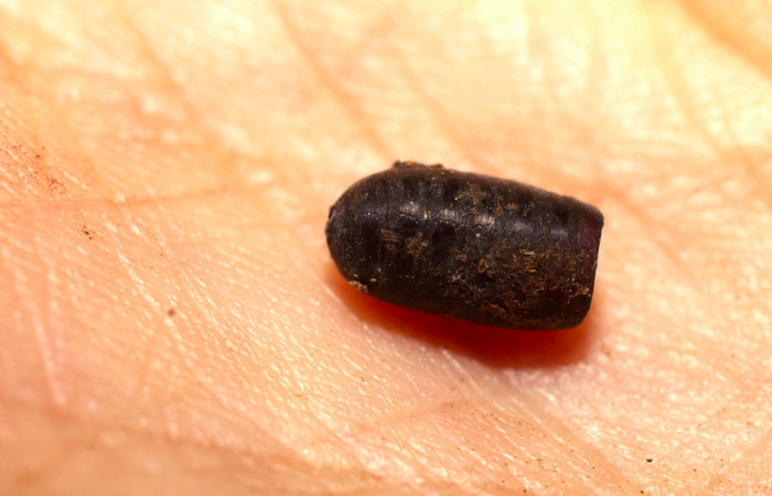 Fig.11. Muda de un Tachinidae eclosionado que parasitó una larva de <i>Meragisa marcata</i>. Voucher: 11-SRNP-35453-DHJ498476.jpg