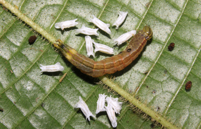 Fig.12. Cupullos de parásitos de la familia Braconidae, parásitos de <i>Meragisa marcata</i>. Voucher: 15-SRNP-30344-DHJ721622.jpg