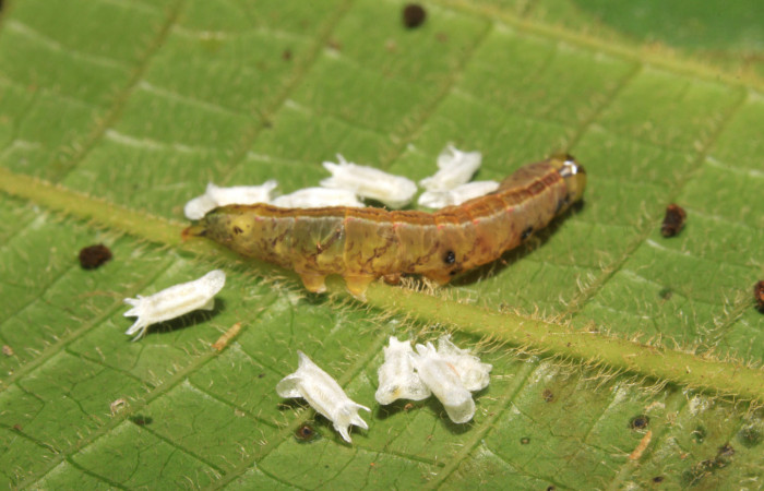 Fig.13. Cupullos de parásitos de la familia Braconidae, parásitos de <i>Meragisa marcata</i>. Voucher: 15-SRNP-30344-DHJ721623.jpg