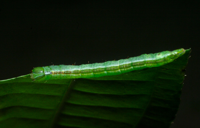 Fig 2. Larva de <i>Meragisa marcata</i>. Voucher: Vista dorsal. 09-SRNP-36093-DHJ456555.jpg, 19mm de longitud.
