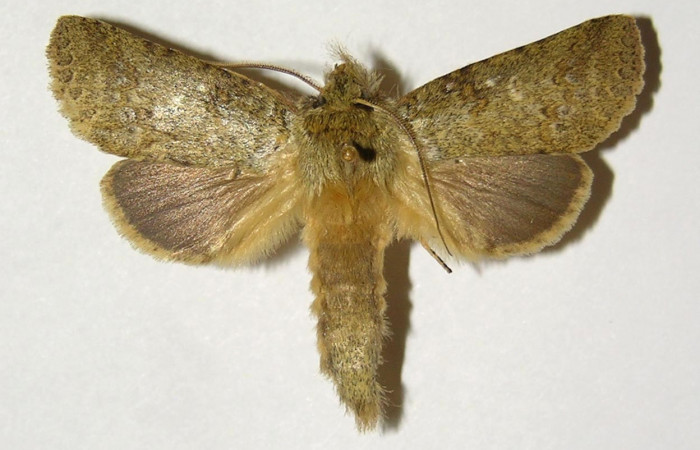 Fig 3. Macho de <i>Meragisa marcata</i>. Vista dorsal. Voucher: 02-SRNP-9740-DHJ300188.jpg, 51mm de longitud.