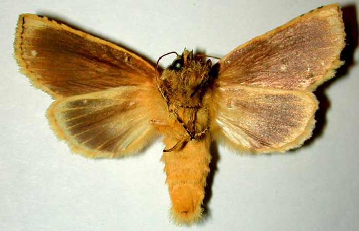 Fig 4. Macho de <i>Meragisa marcata</i>. Vista ventral. Voucher: 00-SRNP-10428-DHJ32799.jpg, 47mm de longitud.