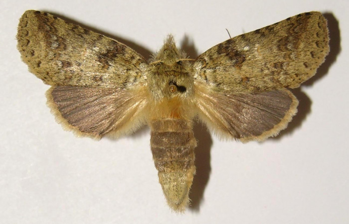 Fig 5. Hembra de <i>Meragisa marcata</i>. Vista dorsal. Voucher: 02-SRNP-9855-DHJ300184.jpg, 52mm de longitud.