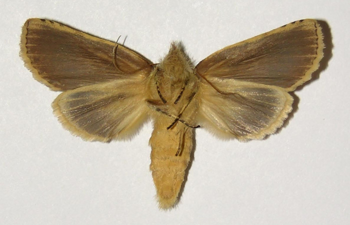 Fig 6. Hembra de <i>Meragisa marcata</i>. Vista ventral. Voucher: 02-SRNP-9855-DHJ300185.jpg, 52mm de longitud.