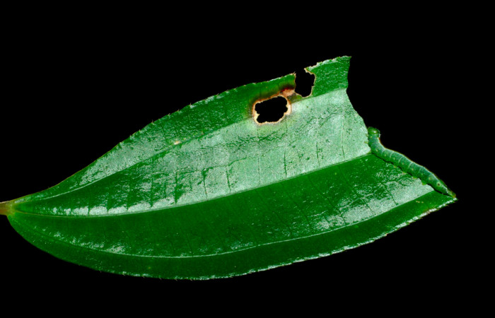 Fig.7.Larva de <i>Meragisa marcata</i>. Voucher: Vista lateral. 09-SRNP-36093-DHJ456550.jpg. 19mm de longitud.
